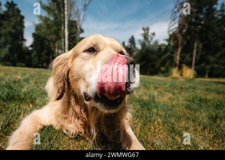 Portrait de chien mignon avec la langue dehors. Portrait drôle de Golden retriever léchant les lèvres sur la prairie d'été. Banque D'Images