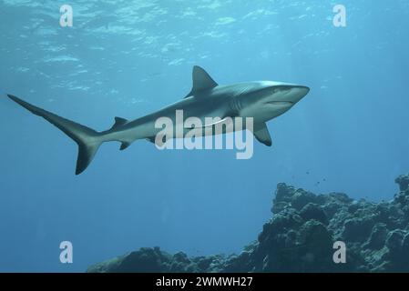 Grey Reef Shark (Carcharhinus amblyrhynchos, Grauer Riffhai) entoure les plongeurs dans un récif corallien, fond bleu eau avec des rayons de soleil. Site de plongée Vertig Banque D'Images