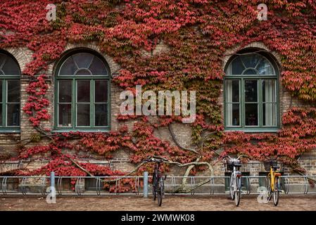 Lierre rouge en automne grimpant sur une ancienne façade de bâtiment universitaire entourant les fenêtres cintrées. Vélos garés par un ancien campus extérieur recouvert de lierre rouge Banque D'Images