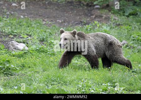 Ours brun dans les Carpates Banque D'Images