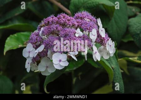 Hydrangea aspera Macrophylla, Hydrangea strigosa macrophylla, fleurs bleu-mauve à têtes plates entourées de fleurs blanches stériles Banque D'Images