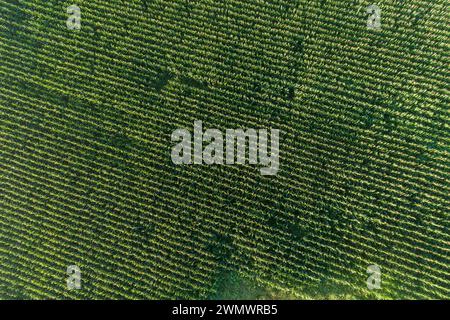 Vue aérienne aérienne par drone de jeunes plants de maïs vert dans un champ cultivé Banque D'Images