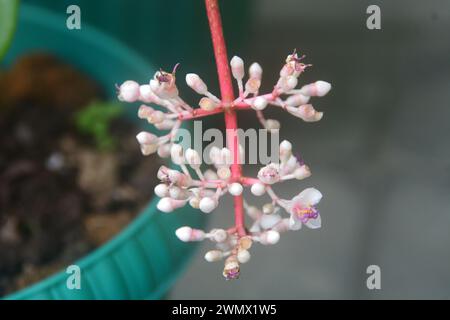 Plantes tropicales d'Indonésie. Jardins en Indonésie. Banque D'Images