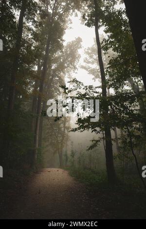 Un sentier brumeux serpentant à travers les arbres par une journée brumeuse Banque D'Images