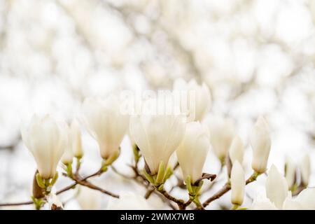 fleurs de magnolia blanches et roses sur la branche par une chaude journée ensoleillée de printemps Banque D'Images