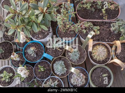 Fleurs cultivées à la maison, succulent, cactus et arbres d'autres dans des pots sur le jardin balcon. Plantes ornementales placées sur une terrasse, plantes naturelles en pot Banque D'Images
