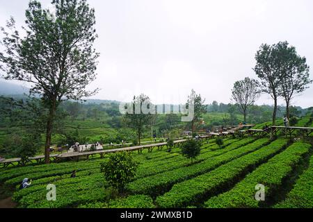 Gunung Mas Tea Plantation Park and Garden, Puncak, Cisarua, Bogor, Java occidental, Indonésie Banque D'Images