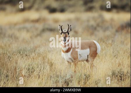 Pronghorn ou Pronghorn (Antilocapra americana), mâle, parc national de Yellowstone, Wyoming, États-Unis Banque D'Images