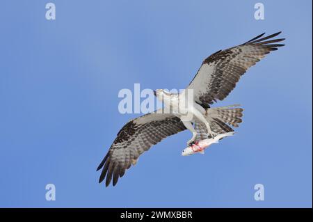 Balbuzard de l'Ouest (Pandion haliaetus) volant avec des poissons proies, parc national des Everglades, Floride, États-Unis Banque D'Images