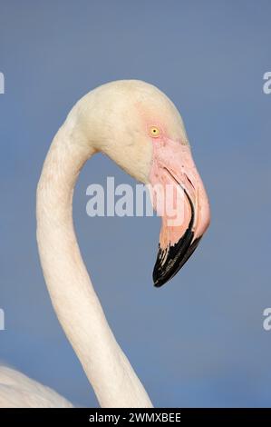 Grand flamant rose (Phoenicopterus roseus), portrait, Camargue, Provence, sud de la France Banque D'Images