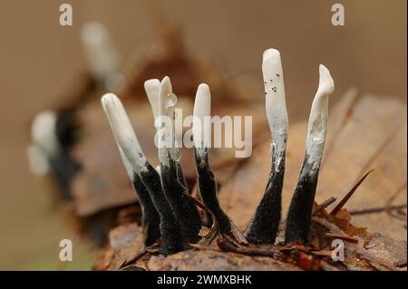 Champignon du chandelier (Xylaria hypoxylon), Rhénanie du Nord-Westphalie, Allemagne Banque D'Images