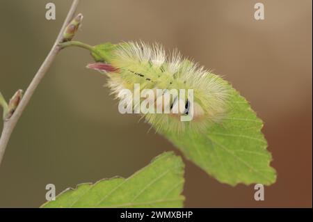 Tussock pâle (Calliteara pudibunda), chenille de la variante jaune, Rhénanie du Nord-Westphalie, Allemagne Banque D'Images