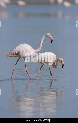 Grand flamant rose (Phoenicopterus roseus), couple, Camargue, Provence, sud de la France Banque D'Images