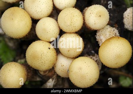 Plumeau de poire ou boviste de poire (Apioperdon pyriforme, Lycoperdon pyriforme), Rhénanie du Nord-Westphalie, Allemagne Banque D'Images