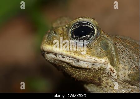 Crapaud d'Aga ou crapaud géant (Rhinella marina, Bufo marinus), captif, occurrence en Amérique du Sud Banque D'Images