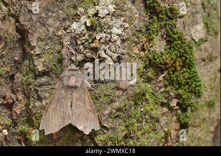 Tussock pâle (Calliteara pudibunda), mâle, Rhénanie du Nord-Westphalie, Allemagne Banque D'Images
