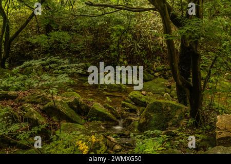 Ruisseau isolé traversant une forêt sombre avec des roches moussues et un feuillage dense, en Corée du Sud Banque D'Images