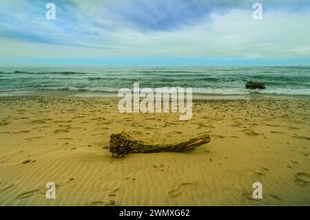 Gros plan d'un grand morceau de bois de dérive sur une plage de sable avec océan et ciel nuageux en arrière-plan en Corée du Sud Banque D'Images