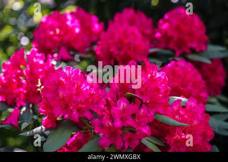 Fleurs de rhododendron rose vif avec des feuilles vertes dans la lumière du soleil Ericaceae Banque D'Images