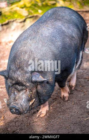 Porc vietnamien à ventre plat (sus scrofa domesticus) sur son territoire, Eisenberg, Thuringe, Allemagne Banque D'Images