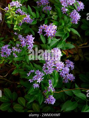 Gros plan sur les fleurs bleu violet de la plante grimpante de jardin pérenne solanum crispum Glasnevin. Banque D'Images