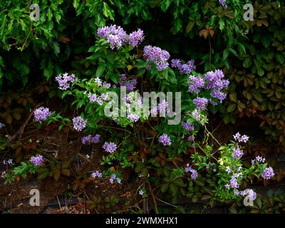 Gros plan sur les fleurs bleu violet de la plante grimpante de jardin pérenne solanum crispum Glasnevin. Banque D'Images