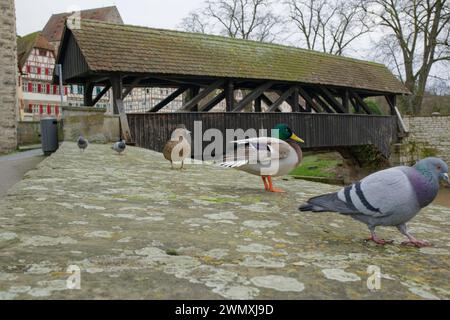 Canards et pigeons sur un mur près de Sulfer Steg, colvert, pigeon domestique, pigeon urbain, Schwaebisch Hall, Kochertal, Kocher, Hohenlohe Banque D'Images