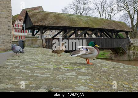 Canards et pigeons sur un mur près de Sulfer Steg, colvert, pigeon domestique, pigeon urbain, Schwaebisch Hall, Kochertal, Kocher, Hohenlohe Banque D'Images