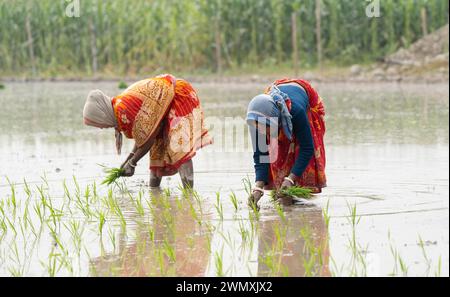 Morigaon, Inde. 20 février 2024. Des femmes plantent des jeunes pousses de riz dans une rizière le 20 février 2024 à Mayong, en Inde. La culture du riz y contribue Banque D'Images