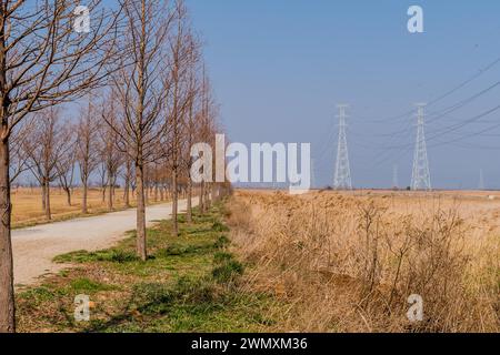 Sentier de randonnée entre des rangées d'arbres sans feuilles et des tours électriques en bordure de champ à Pyeongtaek, Corée du Sud Banque D'Images