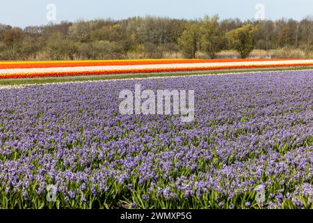 Champs de tulipes et de jacinthes fleuris près de Lisse aux pays-Bas Banque D'Images