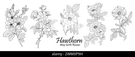 Ensemble de Hawthorn, May Birth Month Flower line compris Illustration de Vecteur