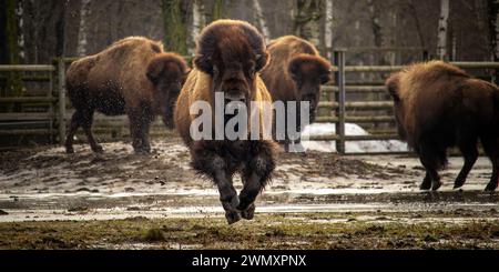 Un bison américain qui court. Printemps au zoo Banque D'Images