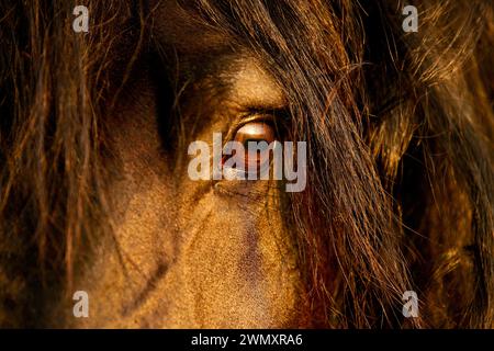 Cheval frison. Gros plan d'un œil dans la lumière chaude du soir. Allemagne Banque D'Images