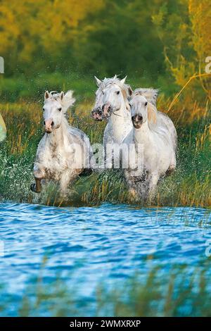 Camargue Horse. Groupe de juments galopant en eau peu profonde. France Banque D'Images