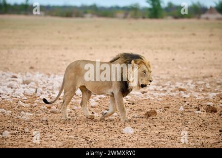 Lion mâle (panthera leo) patrouillant son territoire, Parc National d'Etosha, Namibie, Afrique Banque D'Images