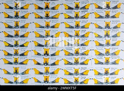 Identification des cygnes individuels de Bewick à l'aide de photographies de leurs becs et comparaison des modèles de bec, WWT Slimbridge, Gloucestershire, Royaume-Uni Banque D'Images