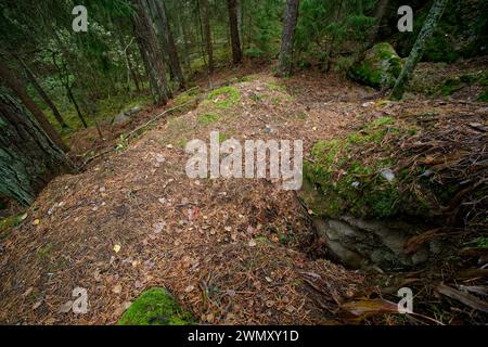 Sett du blaireau européen (Meles meles) dans une forêt, sauvage Finlande Banque D'Images