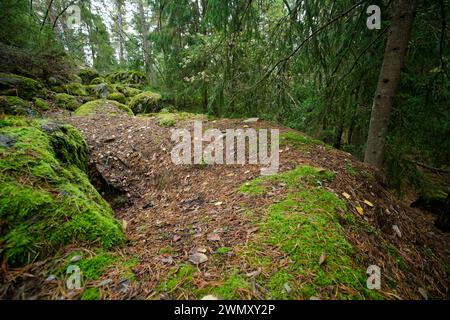 Sett du blaireau européen (Meles meles) dans une forêt, sauvage Finlande Banque D'Images