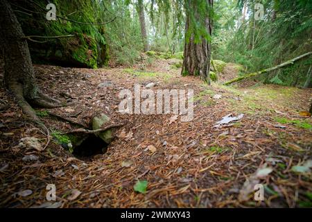 Sett du blaireau européen (Meles meles) dans une forêt, sauvage Finlande Banque D'Images