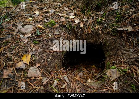 Sett du blaireau européen (Meles meles) dans une forêt, sauvage Finlande Banque D'Images