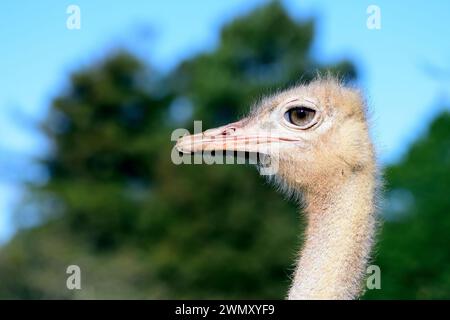 La tête d'une autruche à cou rouge femelle au zoo de Paignton, Devon. Banque D'Images