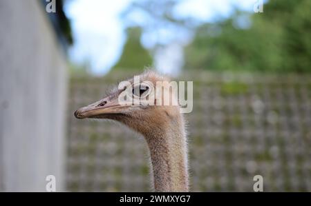 La tête d'une autruche à cou rouge femelle dans son enclos au zoo de Paignton, Devon. Banque D'Images