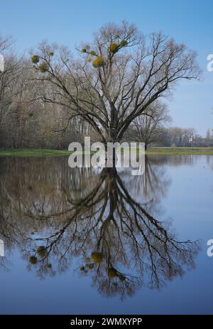 Wittenberge, Allemagne. 28 février 2024. Les arbres se reflètent dans l'eau sur une prairie inondée près des limites de la ville. Crédit : Soeren Stache/dpa/Alamy Live News Banque D'Images