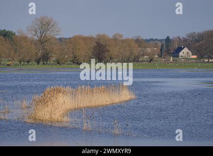 Wittenberge, Allemagne. 28 février 2024. Des roseaux poussent dans l'eau sur une prairie inondée près des limites de la ville. Crédit : Soeren Stache/dpa/Alamy Live News Banque D'Images