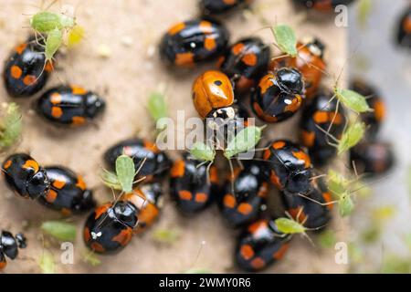 France, Ain, Saint Jean le Vieux, ferme de coccinelles, insectosphère, coccinelle à 2 taches (Adalia bipunctata) mangeant des pucerons Banque D'Images