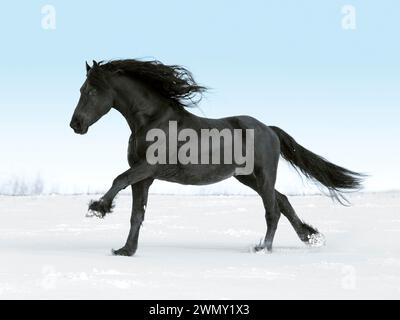 Étalon frisien Gismo galopant dans un paysage enneigé, Allemagne Banque D'Images