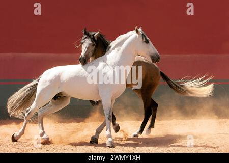 Pur cheval espagnol, andalou. Paire d'étalons jouant dans l'arène de Las Morerias. Mexique Banque D'Images