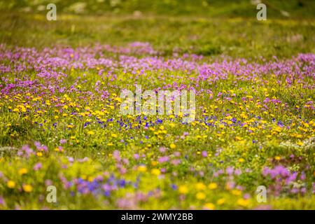 France, Isère, Matheysine, massif du Taillefer, randonnée jusqu'au plateau des Lacs (2068 m) par le sentier GR 50, Lac de l'Agneau (2039 m), prairie fleurie du Thrift alpin (Armeria alpina) Banque D'Images