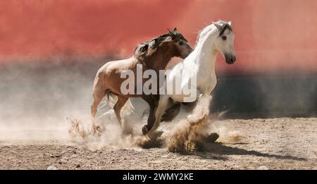 Pur cheval espagnol, andalou. Paire d'étalons jouant dans l'arène de Las Morerias. Mexique Banque D'Images